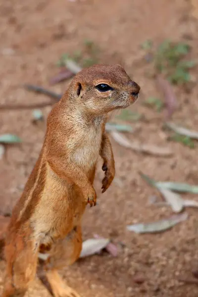 stock image African Striped Ground Squirrel, Xerus Erythropus, Sunny Day in South Africa, Stock Photo