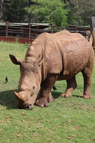 Büyük Beş Deneyim: Johannesburg Hayvanat Bahçesinde Beyaz Gergedan, Güney Afrika, Beyaz Gergedan Fotoğrafı