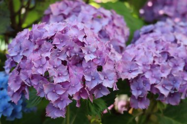 Çiçek açan ortanca çalısı, renkli çiçekler, yüksek kalite stok fotoğrafı.