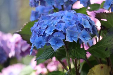 Mavi Ortanca Çalılığı, Renkli Çiçekler, Yüksek Kaliteli Stok Fotoğrafı