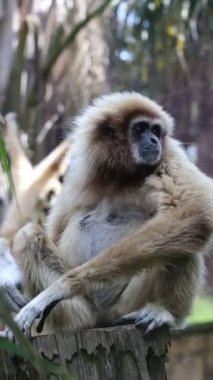 Johannesburg Hayvanat Bahçesi 'nde Beyaz Elli Gibbons, Şarkı Söyleyen, Yüksek Uçan Maymunlar, Yakın plan Video. Yüksek kaliteli HD Görüntü