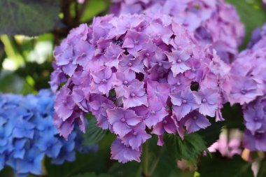 Çiçek açan ortanca çalısı, renkli çiçekler, yüksek kalite stok fotoğrafı.