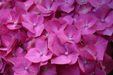 Canlı Pembe Ortanca Bush, Renkli Çiçekler, Yüksek Kaliteli Stok Fotoğrafı