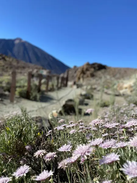 Tenerife Peyzajı, Teide Volkanı Yaz Yürüyüşü, Kanarya Adaları 'ndaki Volkan. Yüksek kalite fotoğraf