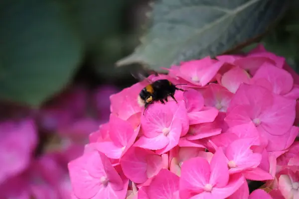 Çiçek açan ortanca çalısı, renkli çiçekler, yüksek kalite stok fotoğrafı.