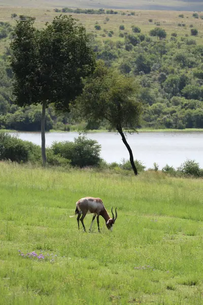 Bontebok Antilobu Güney Afrika 'da Güneşli bir günde, Stok Fotoğrafı. Yüksek kalite fotoğraf
