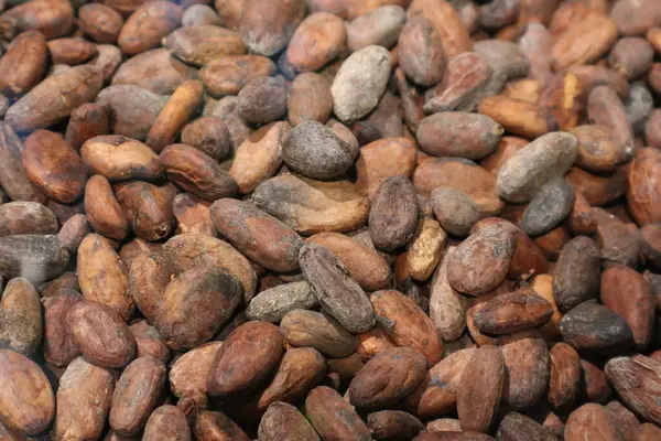 Mayalanmış Kakao Fasulyelerinin yakın çekimi: Çikolata Yapımı İçin Toptan Kurutulmuş Kakao Fasulyesi. Doğal Kakao Fasulyeleri İşleme Hazır. Yüksek kalite yiyecek dokusu. Stok Fotoğrafı