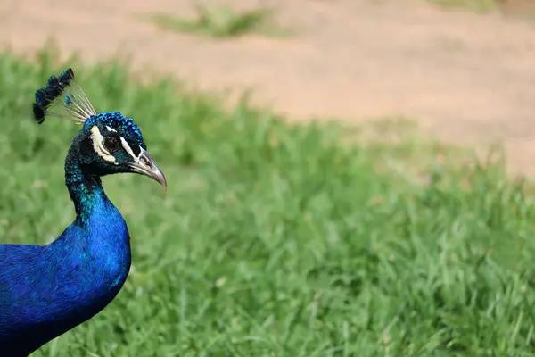 Erkek Tavus Kuşu, Hint Tavuskuşu, Doğal Fotoğraf, Yüksek Kaliteli Stok Fotoğrafı. 