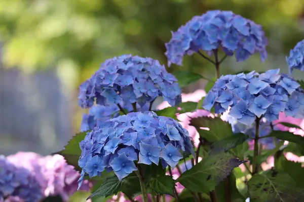 Çiçekli Mavi Ortanca Çalılığı, Renkli Çiçekler, Yüksek Kaliteli Stok Fotoğrafı