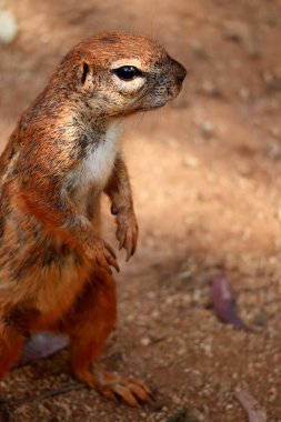 Afrika Çizgili Yer Sincabı, Xerus Erythropus, Güney Afrika 'da Güneşli Gün, Stok Fotoğrafı