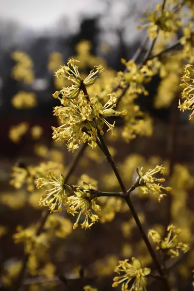 Yakın plan Cornelian Kiraz Çiçeği, Cornus mas. Güzel Çiçek Ağacı, Mevsimlik Çiçekler, Bahar Güzelliği, Botanik Fotoğrafçılık. Yüksek kaliteli fotoğraf.