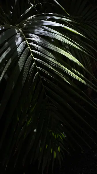 Yüksek kontrastlı, doğadan esinlenilmiş bir yaprağın ayrıntılı yakın çekimi.