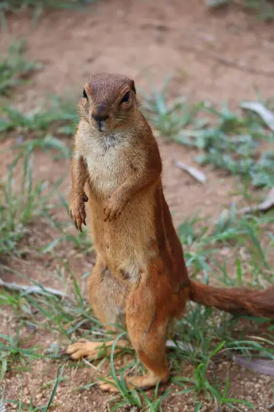 Afrika Çizgili Yer Sincabı, Xerus Erythropus, Güney Afrika 'da Güneşli Gün, Stok Fotoğrafı