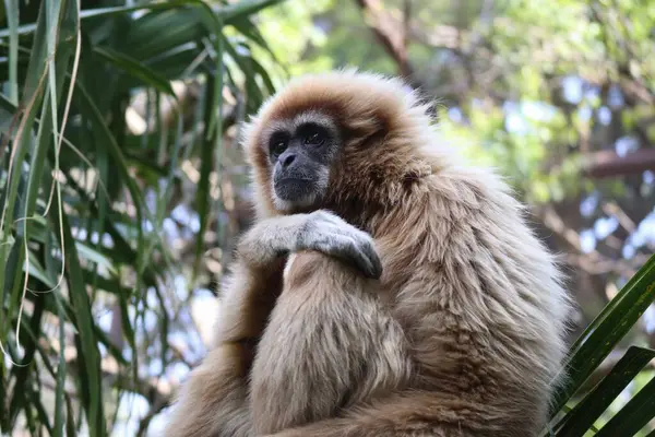 Yeşil bir ortamda tüylü kürklü, düşünceli bir afyonun yakın çekimi. Vahşi yaşamı koruma kampanyalarında, eğitim materyallerinde ya da doğadan esinlenilmiş projelerde kullanmak için mükemmel..