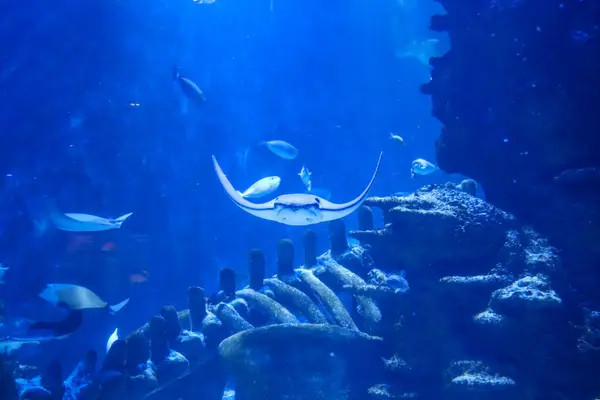 Bu sahne, derin mavi okyanus ortamında zarif bir vatoz vatozunu gösteriyor. Bu görüntü sualtı güzelliğinin ve biyolojik çeşitliliğinin mükemmel bir temsili. Yüksek kaliteli stok fotoğrafı