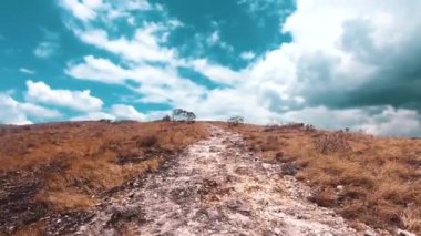 Düşen yaprakları ve bir sürü ağacı olan güzel bir sonbahar ormanı..