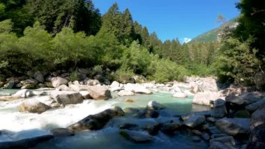 Düşen yaprakları ve bir sürü ağacı olan güzel bir sonbahar ormanı..