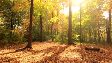 Ağaçlar ve yapraklarla dolu güzel bir sonbahar ormanı