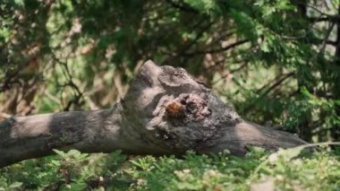 Ağaç çok güzel ve güzel..