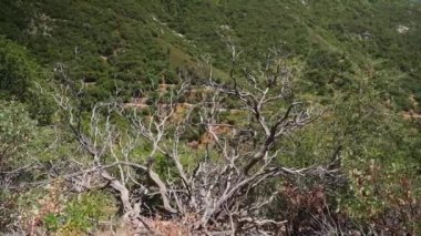 Ağaçlar ve bitkiler parkta