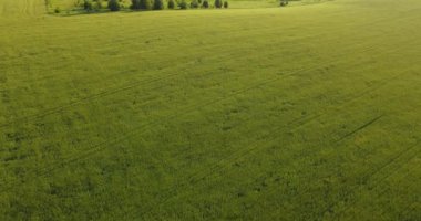 Yeşil alanların yaz mevsiminde havadan çekilmiş görüntüleri