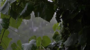 Düşen yaprakları olan güzel bir sonbahar ormanı