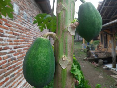 Papayalı yeşil papaya ağacı