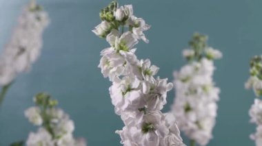 close - up view of beautiful blooming flowers