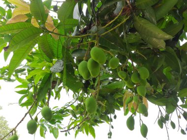 Yapraklı yeşil elma ağacı