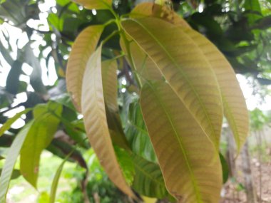 Yakın - bahçedeki ağaç dalında taze yeşil yapraklar.