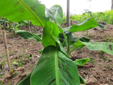 Bahçede yeşil muz ağacı