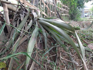 Bahçedeki yeşil çimenler