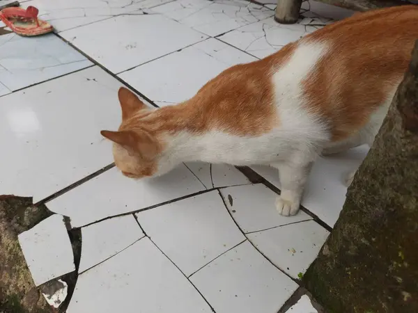Sokakta kırmızı kedi