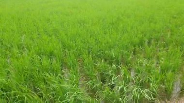 Yazın güzel pirinç tarlaları