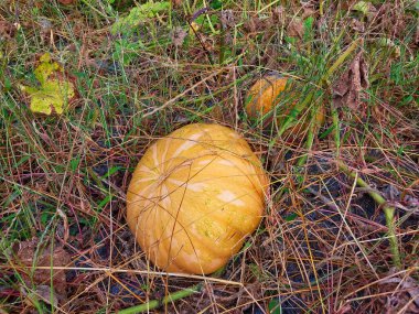 Ormanda bir balkabağının yakın çekimi.