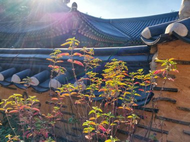 Asya tarzı duvar arkaplanındaki sonbahar yaprakları