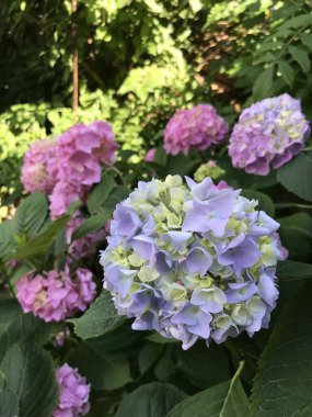 Hassas açık mor ortanca çiçekleri koyu yeşil ve pembe arka planda