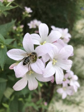 Narin pembe çiçeklerden nektar toplayan bir arıya yakından bakın. Doğal uyumu ve tozlaşmanın önemini iletir..