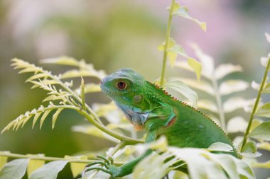 Key Largo Genç Iguana 