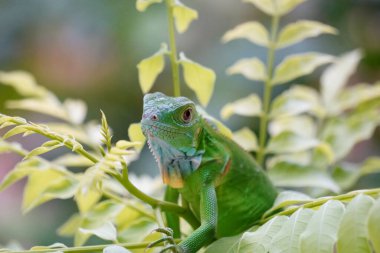 Key Largo Young Iguana  clipart