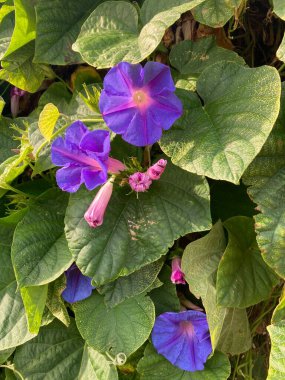 Mor çiçekler ve yeşil yapraklar. Vahşi doğada yetişen doğal bitki. Yaz çiçekleri. Güzel mor çiçek.