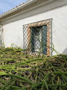 Yunanistan: 8 Ekim 2022: Korfu adasının manzarası. Binalar ve manzara. Eski Kale. 