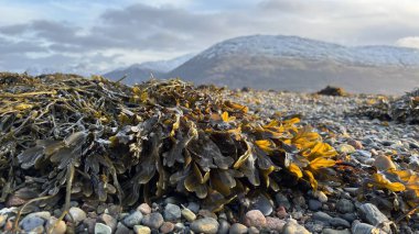 İskoçya sahilinde deniz otu. İskoçya 'da Linnhi Gölü soğuk bir sabahta