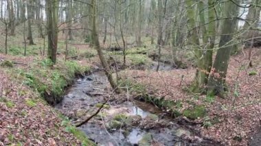 Glen Burn 'de hafif akan su. Doğu ve Batı Lomond tepeleri arasındaki İskoçya 'nın göbeğindeki Glen Vale' de. Akan suyla küçük bir dere.