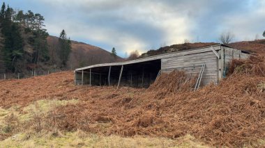 İskoçya İskoçya 'da terk edilmiş bir inek ahırı. Perthshire, İskoçya. 