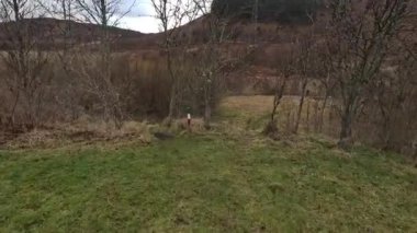 İskoçya İskoçya 'da tepe yürüyüşü. Aberfeldy, Perthshire yakınlarındaki Dun Coillich tepesinde. Schihallian adı verilen ünlü Munro dağının yakınında sık sık uzaklarda belirir. Sonbahar renkleri ve kahverengi fundalık arazide büyüyor..