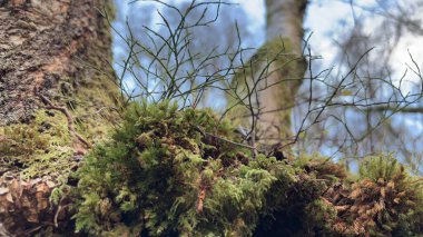 İçinden mantar çıkan eski bir ağaç. Doğal çürüme. Ormanın derinliklerinde. 