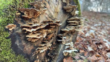 Ağaç gövdesindeki mantarın yakın plan fotoğrafı.