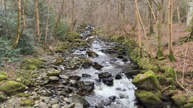 Aberfeldy Birkleri, Mones boyunca şelaleler ve antik ağaçlarla birlikte yürür. Yosun örtülü manzara, güzel doğal bitkiler ve orman. Robert Burns 'ün 1787 İskoç aşk şarkısını yazdığı yer. Turizm merkezi ve doğal konum.