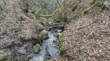 Aberfeldy Birkleri, Mones boyunca şelaleler ve antik ağaçlarla birlikte yürür. Yosun örtülü manzara, güzel doğal bitkiler ve orman. Robert Burns 'ün 1787 İskoç aşk şarkısını yazdığı yer. Turizm merkezi ve doğal konum.